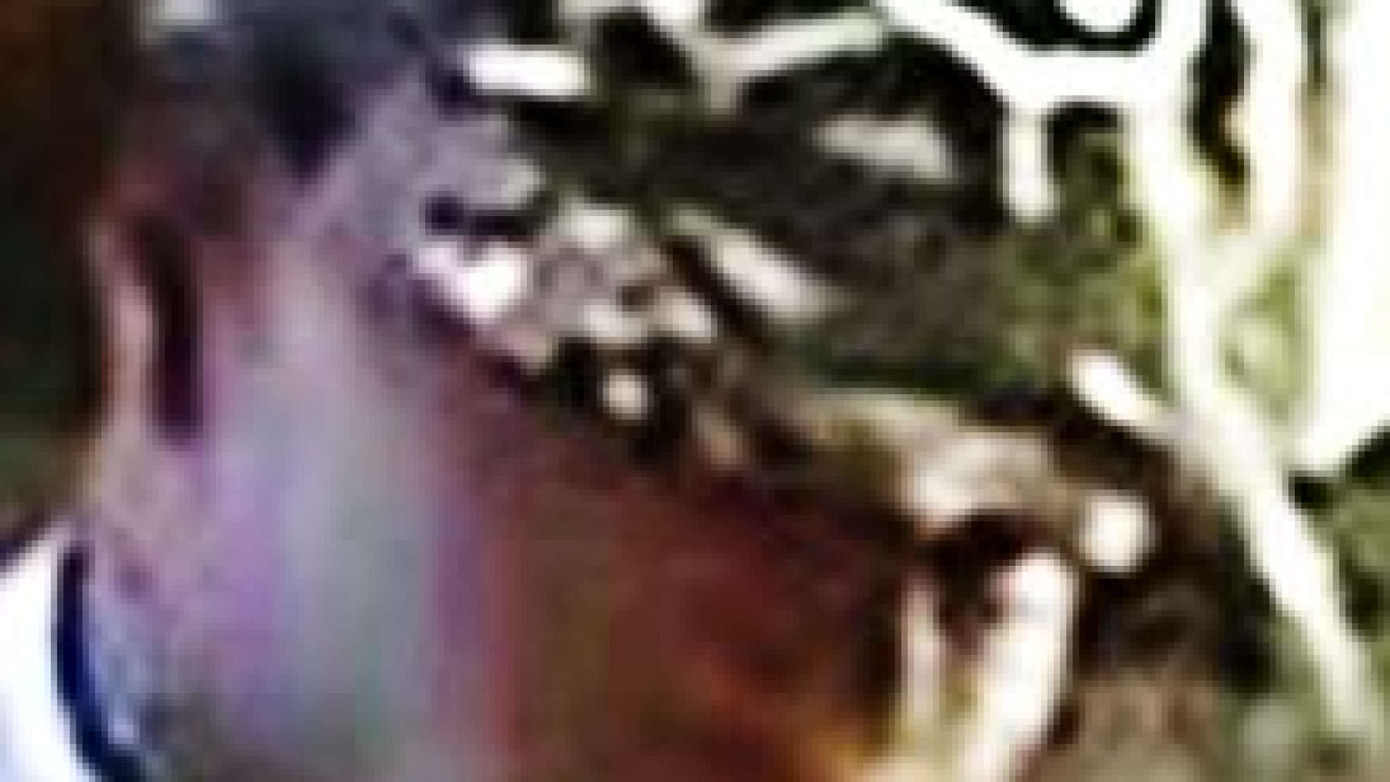 Longview Grab and Run Thief